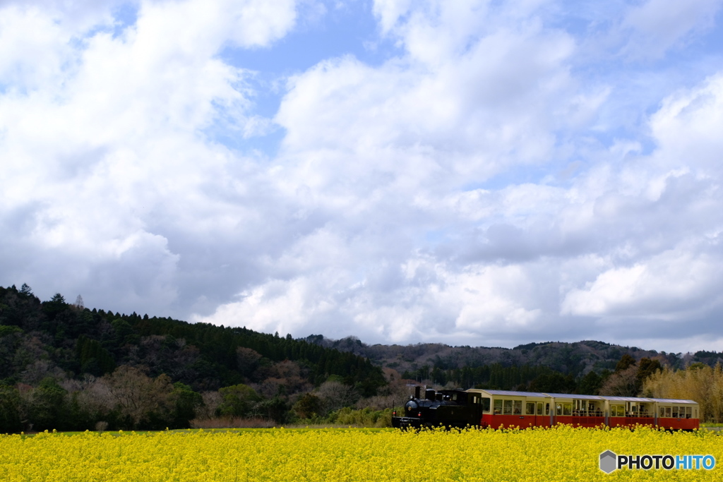 石神の菜の花畑
