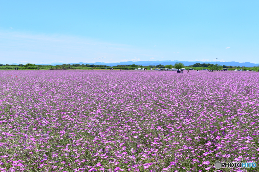 麦なでしこ
