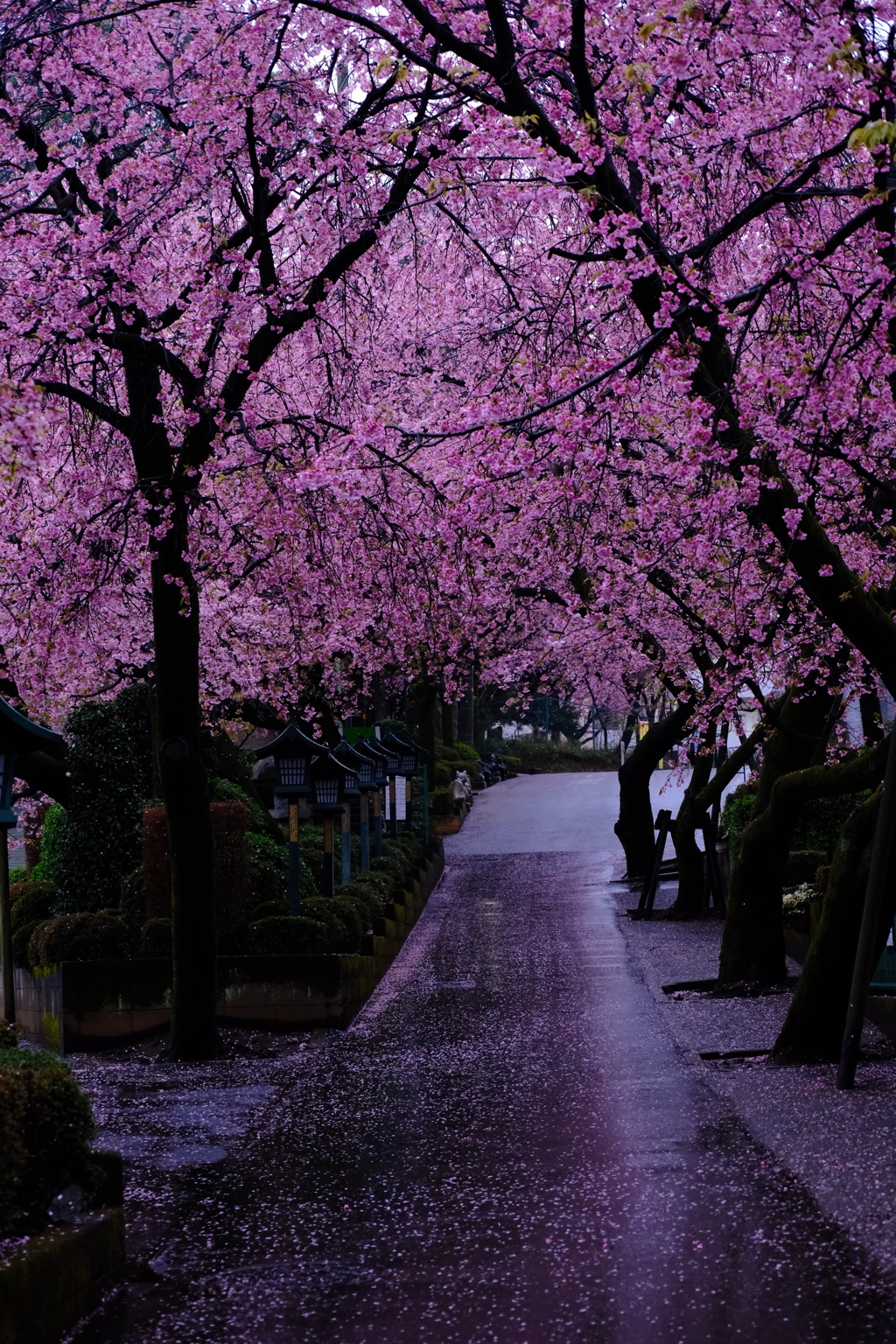 安行桜