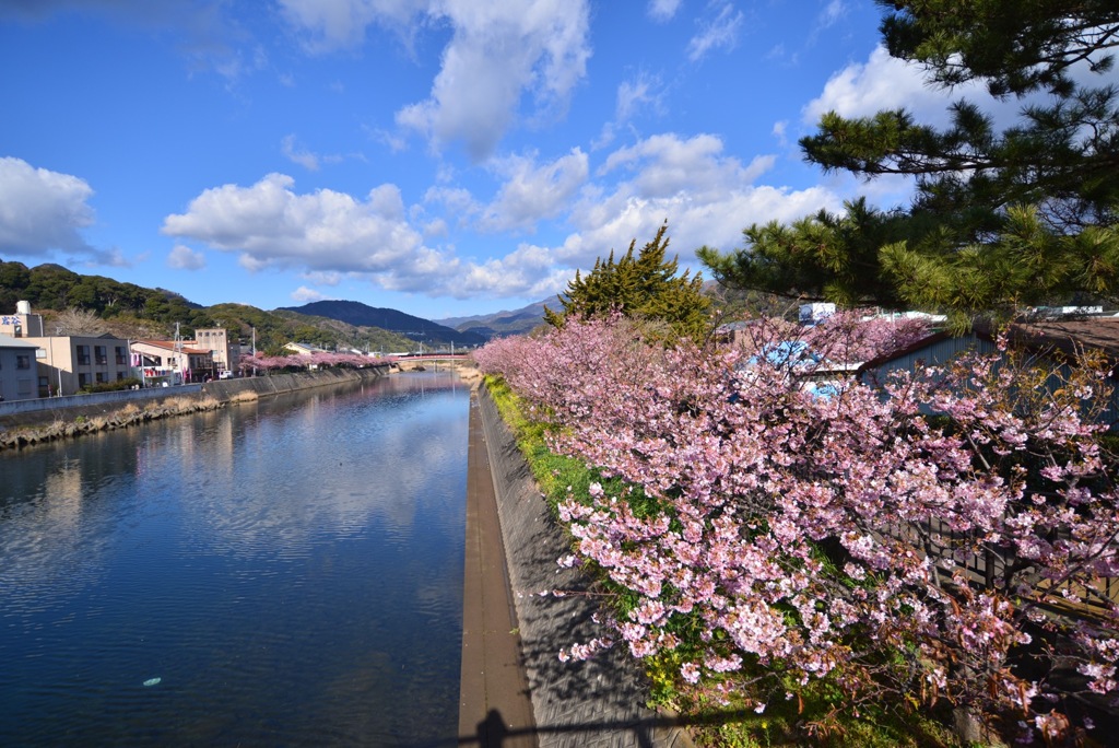 河津桜まつり⑤