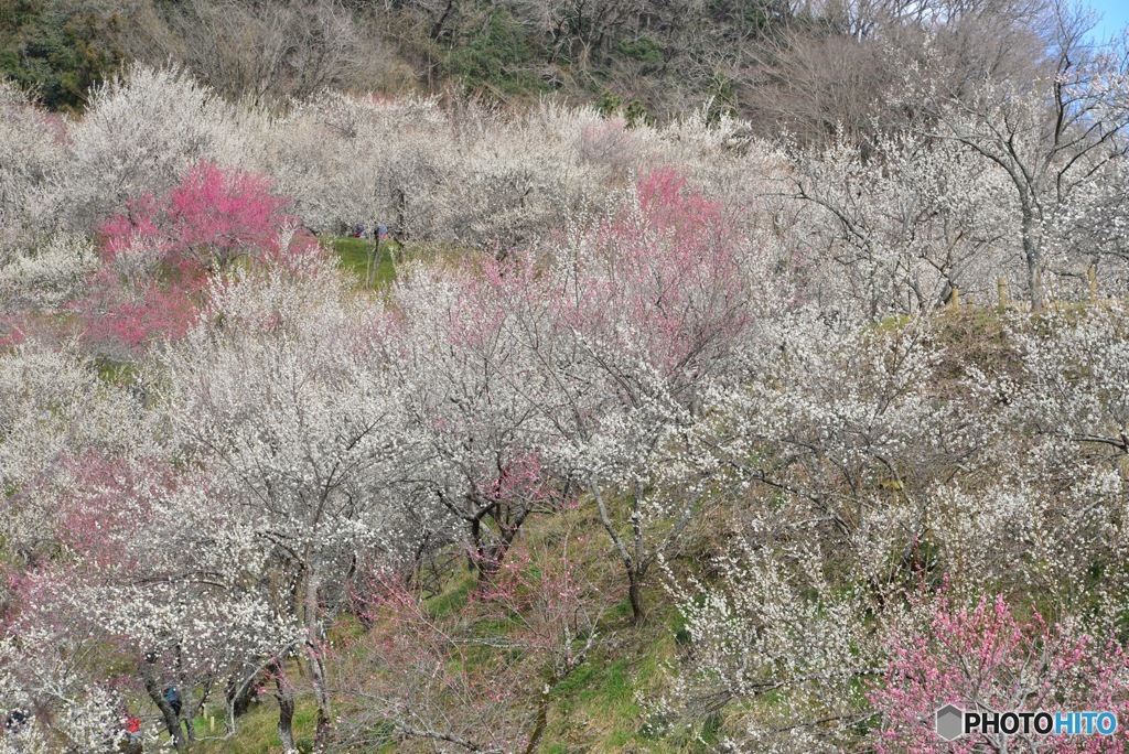 木下沢梅林II