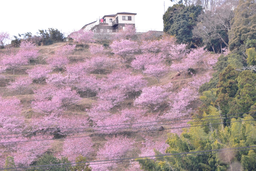 河津桜まつり③