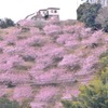 河津桜まつり③