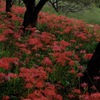 さくら堤公園にて