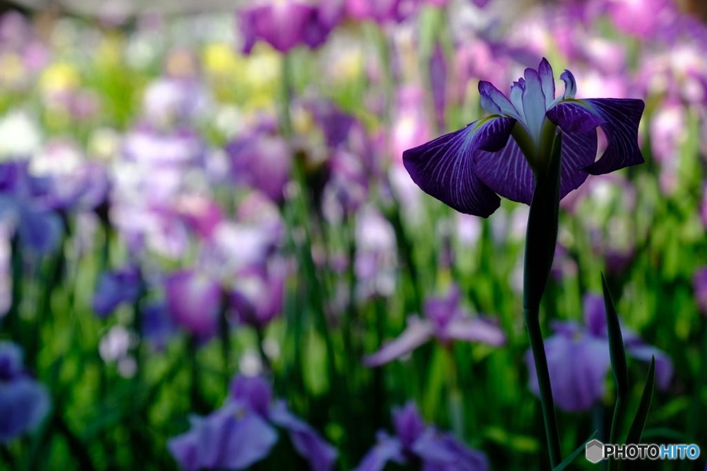 花菖蒲