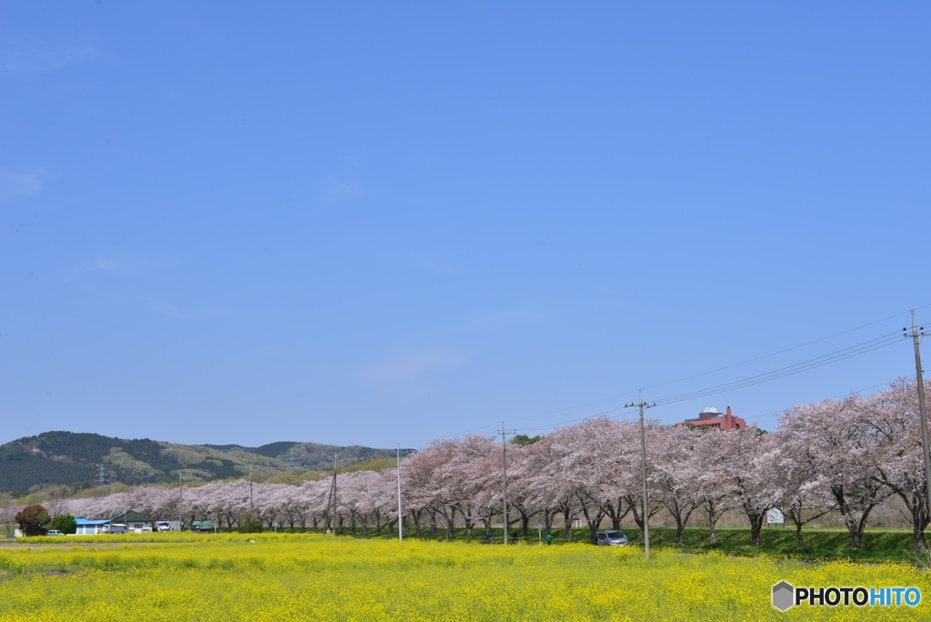 都幾川桜堤