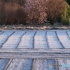 なごり雪が降った翌朝