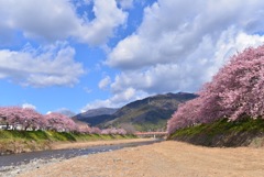 河津桜まつり②