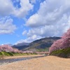 河津桜まつり②