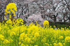 菜の花と