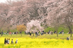 幸手権現堂桜堤