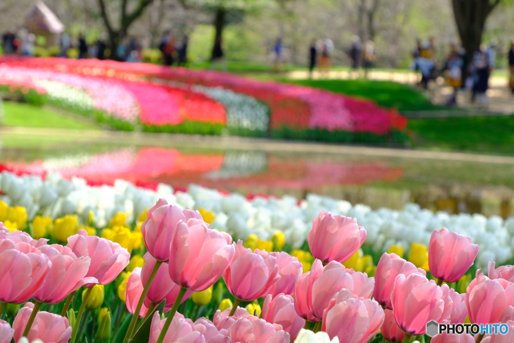 昭和記念公園