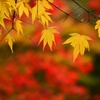 紅葉