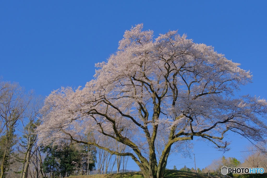 針形城の一本桜