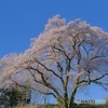 針形城の一本桜