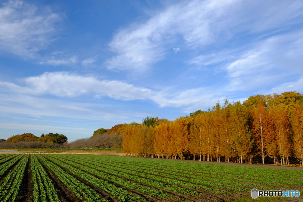 近郊の田園風景