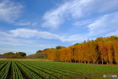 近郊の田園風景