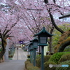 安行桜