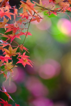 紅葉の愛で方