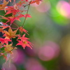 紅葉の愛で方
