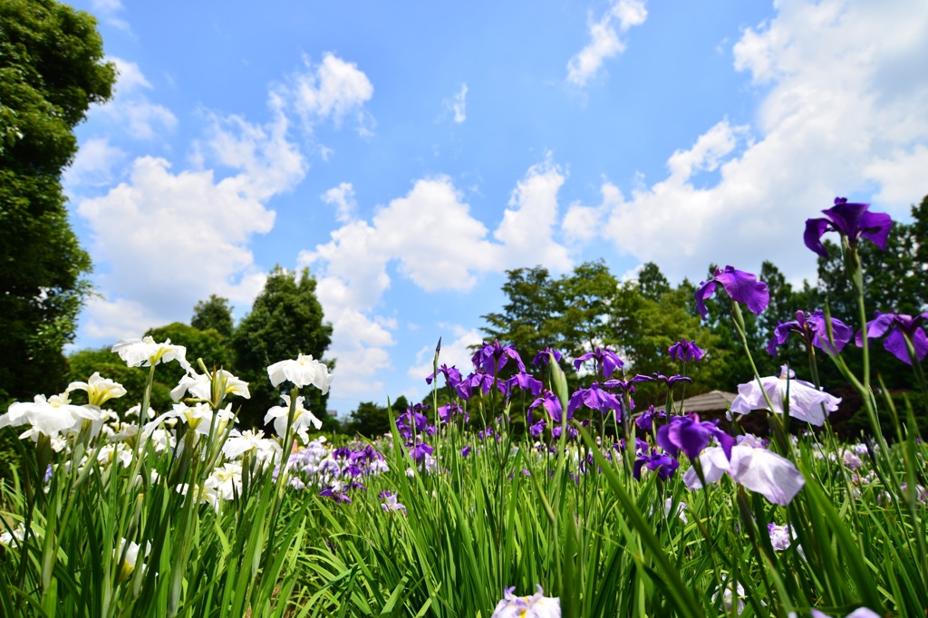 菖蒲園