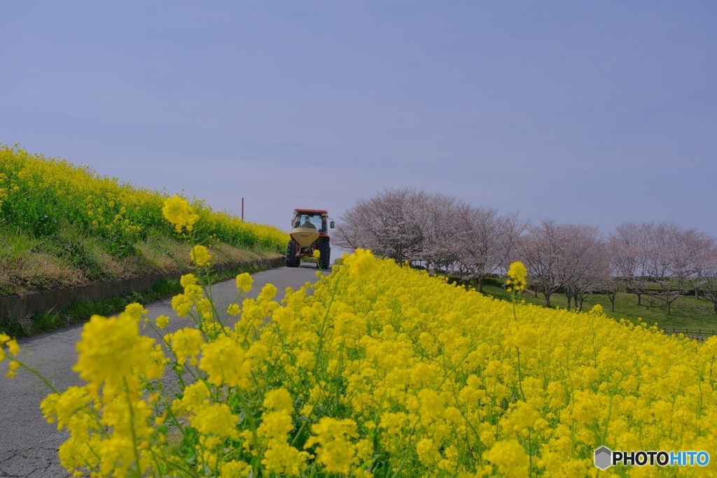 菜の花に誘われて