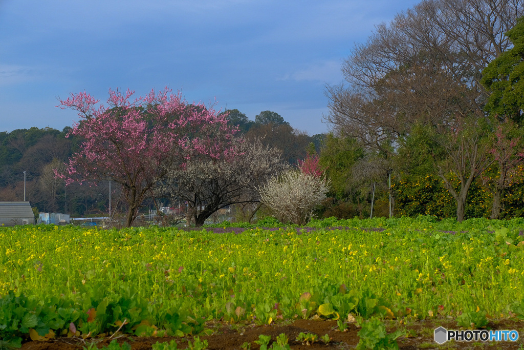 Spring Has Come