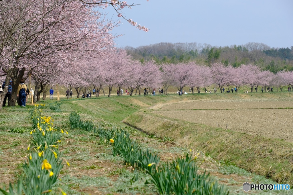 安行桜