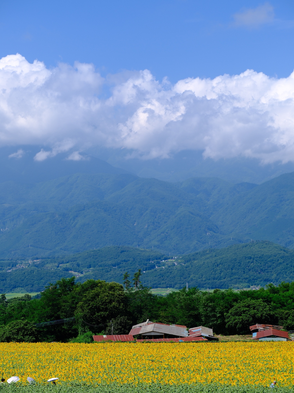 夏風景