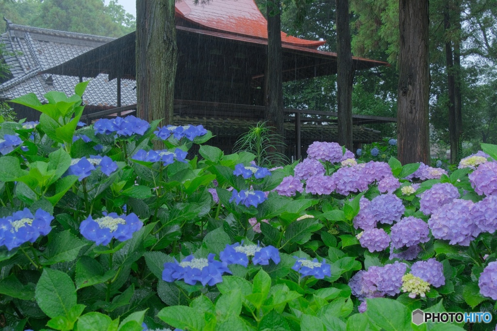 紫陽花には雨