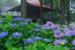 紫陽花には雨