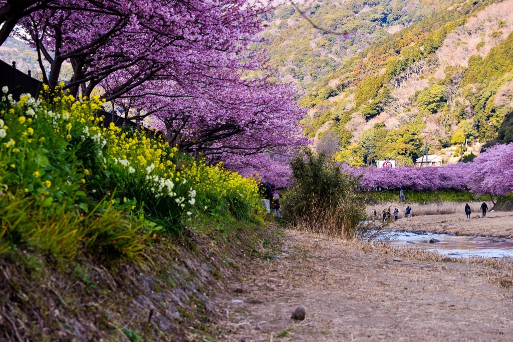 河津桜まつり④