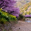 河津桜まつり④