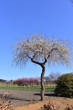 見沼たんぼの梅