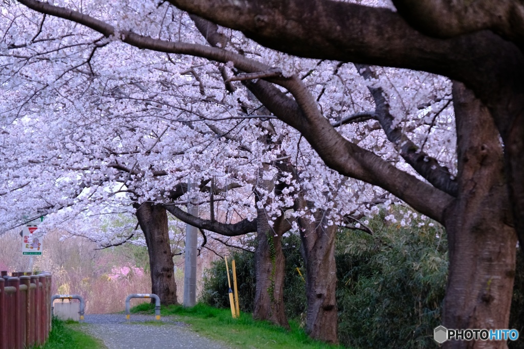 桜の散歩道