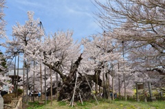 山高神代桜