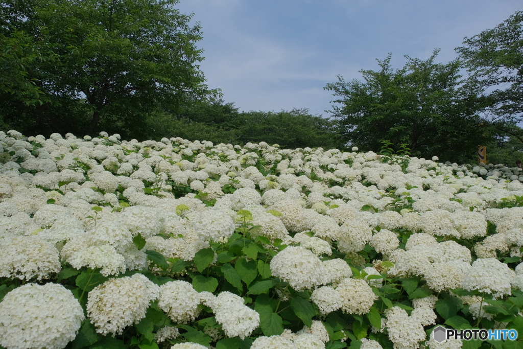 白紫陽花 By Mayusuke Id 写真共有サイト Photohito