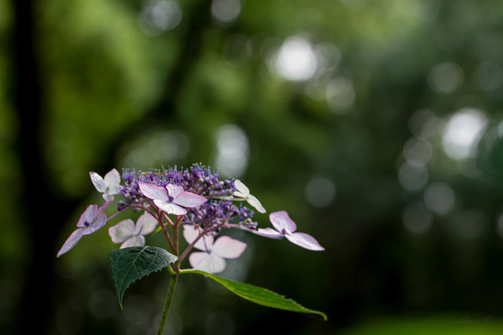 紫陽花