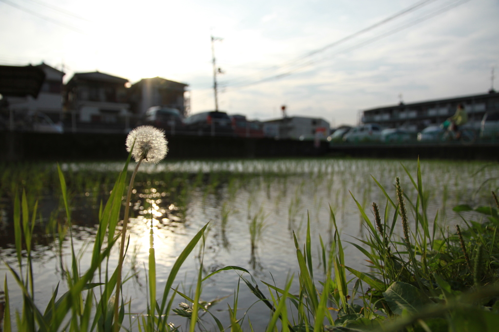 タンポポと田んぼ