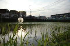 タンポポと田んぼ