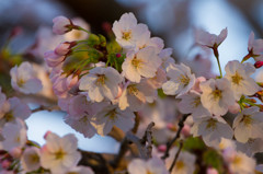 出逢い、そして別れ・・・