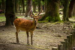 奈良公園