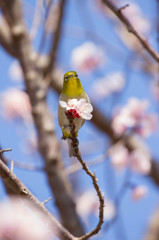 うめじろう。