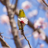 うめじろう。