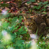 きょうのにゃんこ。