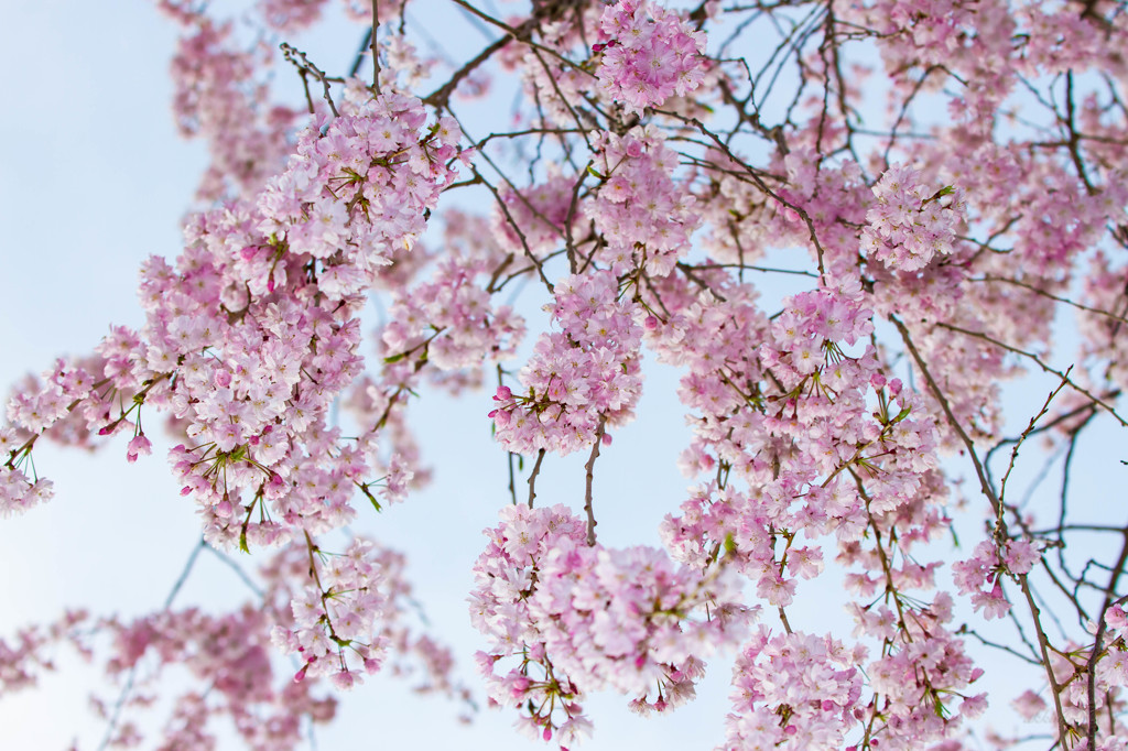枝垂桜