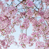 枝垂桜