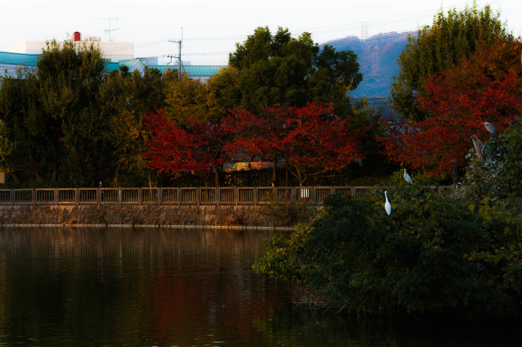 紅葉狩り。