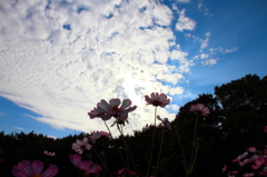 秋の空と秋桜。