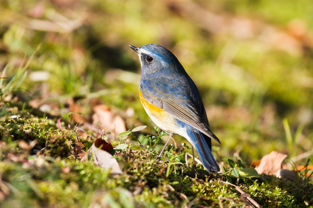 Tarsiger cyanurus